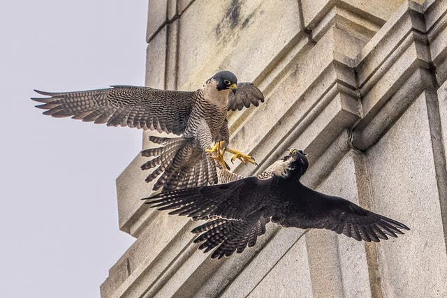 <p>Peregrine falcon Annie fights off an intruder near U.C. Berkeley's Campanile tower. Annie and her mate Archie haven’t been seen since since early this January. Now, experts are concerned that bird flu might be involved in their disappearing act</p>