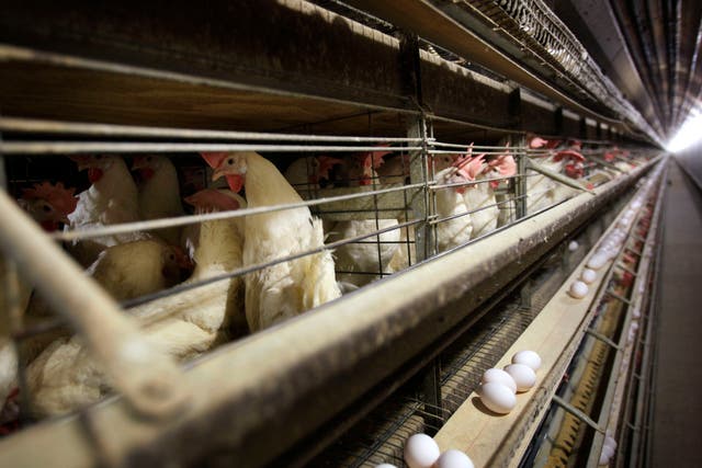 <p>Millions of chickens have been killed in response to outbreaks of H5N1 bird flu. Now, Agriculture Secretary Brooke Rollins say there’s no ‘silver bullet’ to eradicate bird flu, as the Trump administration scrambles to respond to outbreaks across the U.S. that has led to an increase in egg prices</p>