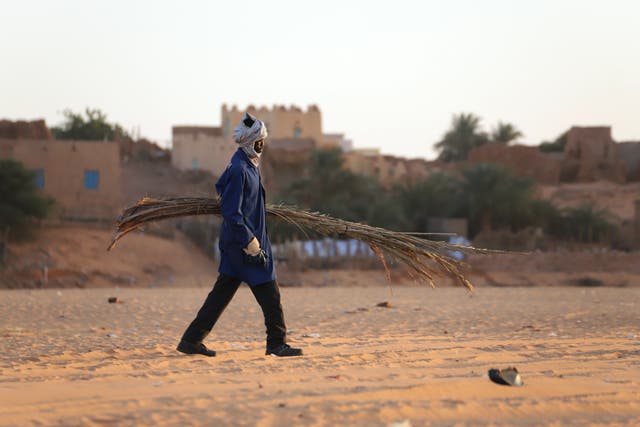 <p>A local worker carries part of a palm tree which is used to cover houses in Chinguetti, Mauritania on 4 February 2025</p>