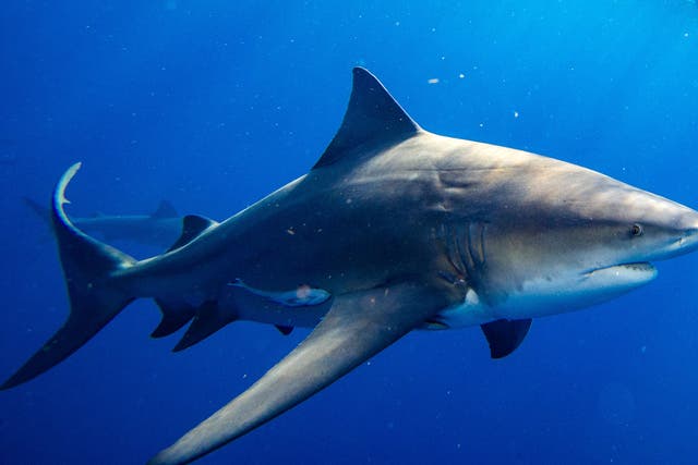 <p>The number of recorded unprovoked shark bites is down markedly from last year. The Florida Museum of Natural History’s International Shark Attack File database says there were just 47 unprovoked attacks in 2024</p>