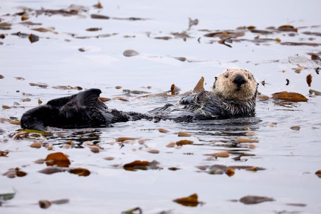 <p>Sea otters rely on kelp in the ocean to provide shelter and sustenance. The marine mammals also help to restore kelp forests, controlling populations of sea urchins that devour the algae. Now, scientists say they know why some places bounce back quicker than others</p>