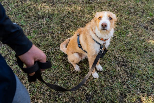 <p>A dog with its owner in a public park</p>