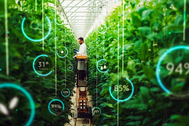 <p>A solution for everyone: The controlled environment of vertical farming means food production can happen close to the final consumer, even in cities </p>