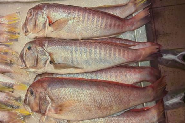 <p>Branchiostegus sanae at a seafood market</p>