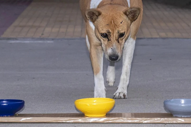 <p>Dog approaching coloured bowls in experiment</p>
