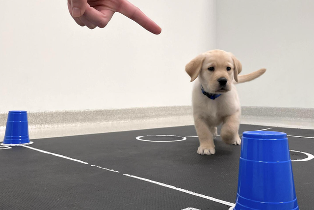 <p>Image shows a puppy responding to a pointed finger to reach a goal</p>