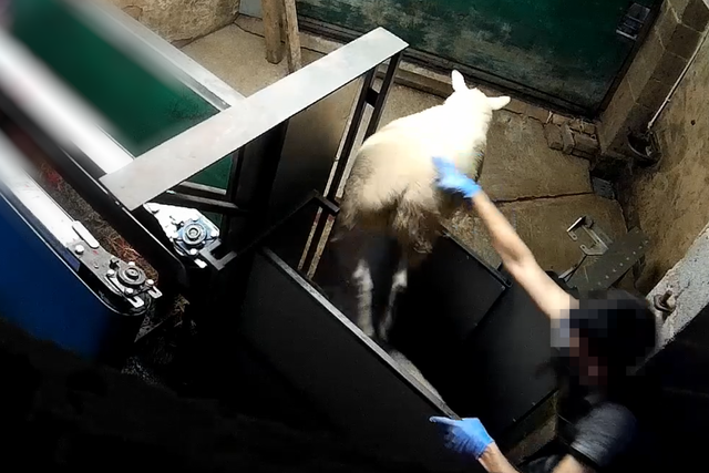 <p>A sheep escapes from the mechanical restrainer</p>