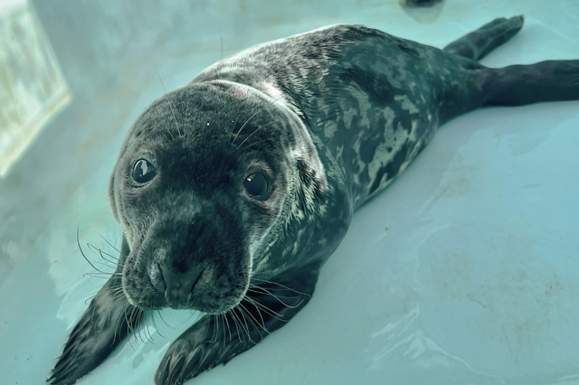 <p>Chappy, a gray seal cub who was found stranded on the streets of New Haven, Connecticut in February, has died from gastrointestinal issues</p>